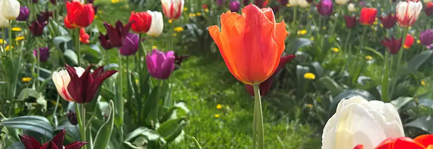 tulpaner